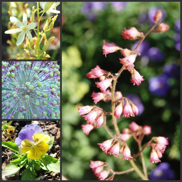 flowers at the botanical gardens today