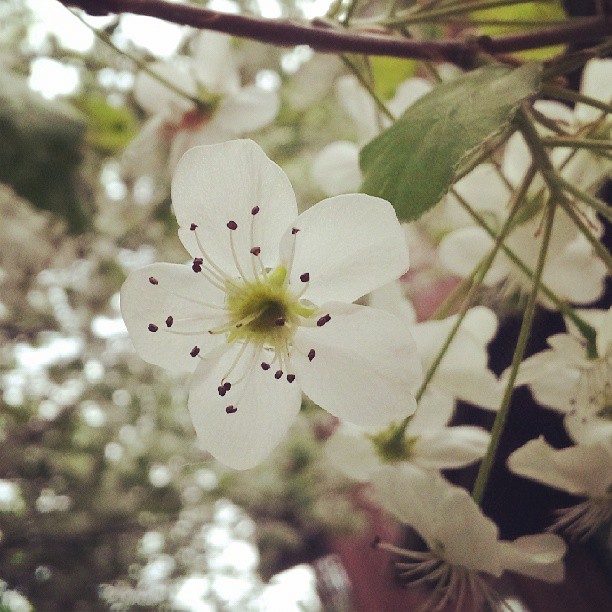 more flower pictures