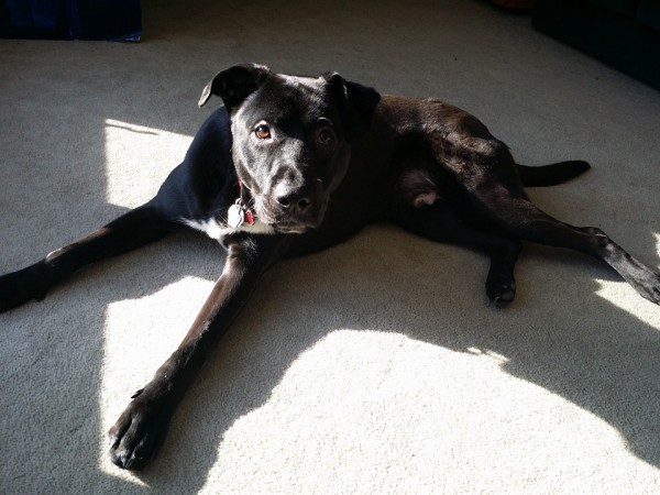 Happy birthday to our favorite Canine Time&nbsp;Lord.