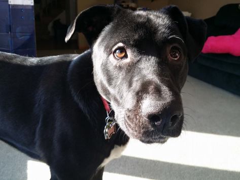 1455071_10100294417841496_11564080_n