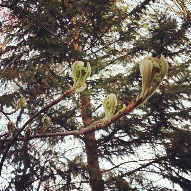 10264740_10100386850370966_199471493471123989_n