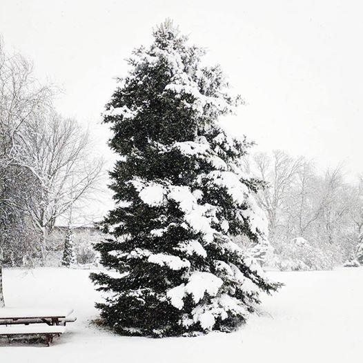 16142417_10101121727446416_3816015311832367162_n