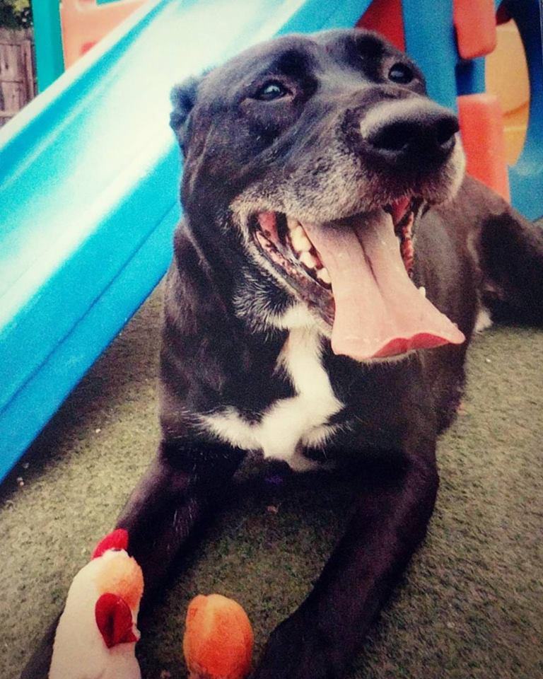 21369460_10101352324388296_4028529267196589319_n