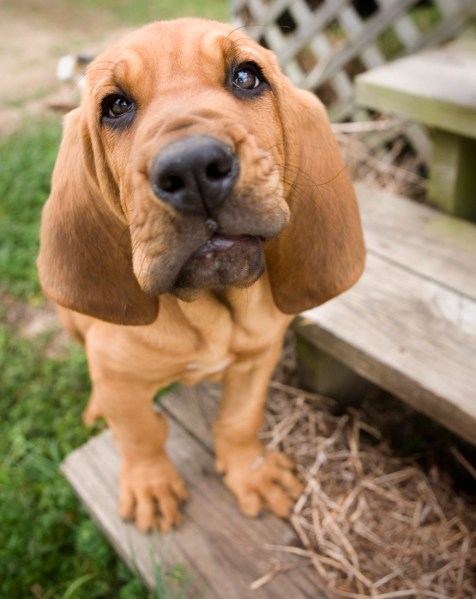 Bloodhound_Puppy